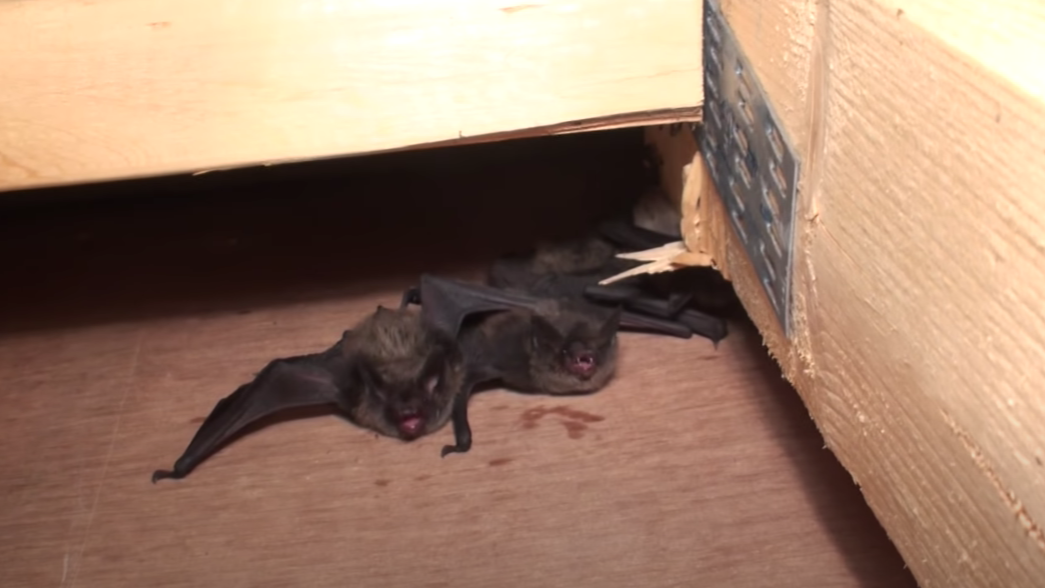 Bats Infesting Wood
