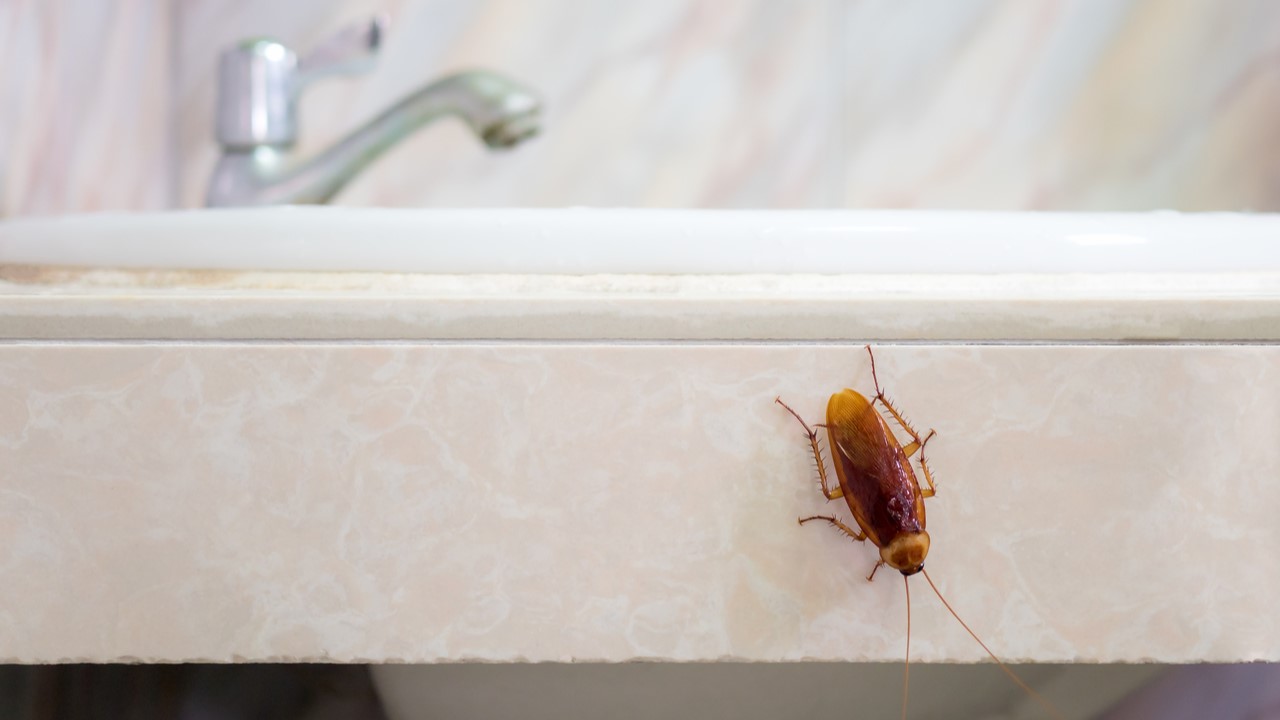 Roaches Walking on the sink